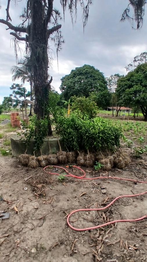 Fazenda à venda com 2 quartos, 31000m² - Foto 10