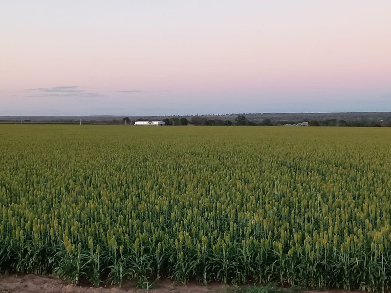 Fazenda-Sítio-Chácara, 1580 hectares - Foto 3