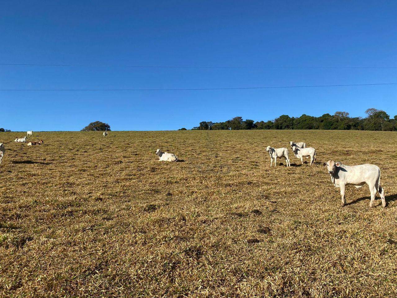 Sítio à venda, 140000M2 - Foto 2