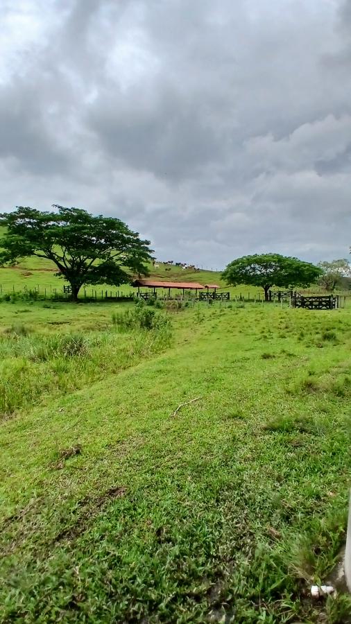 Fazenda à venda com 4 quartos, 19m² - Foto 14