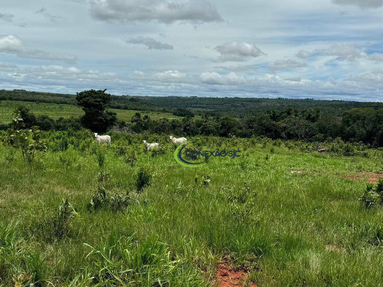 Fazenda à venda com 3 quartos, 19360000M2 - Foto 13