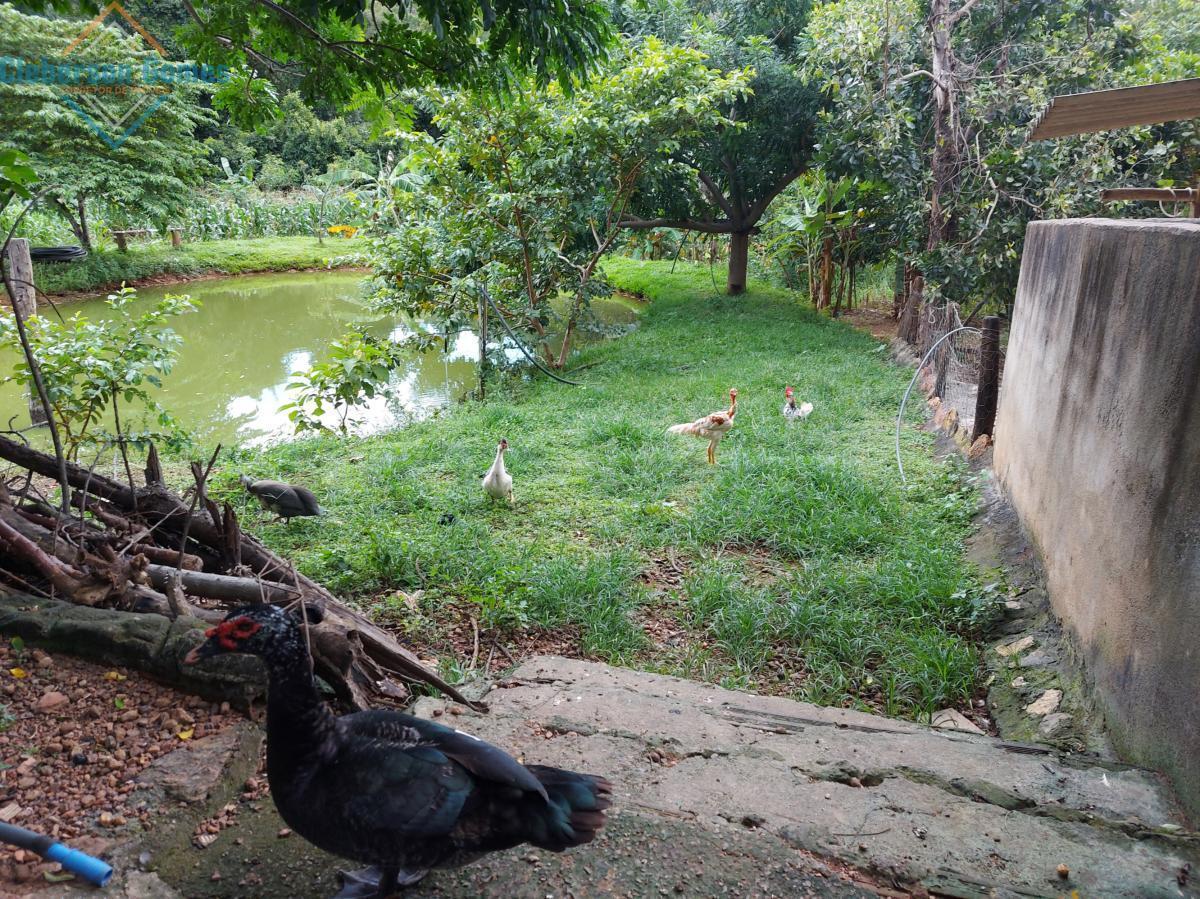 Fazenda à venda com 3 quartos, 1m² - Foto 6