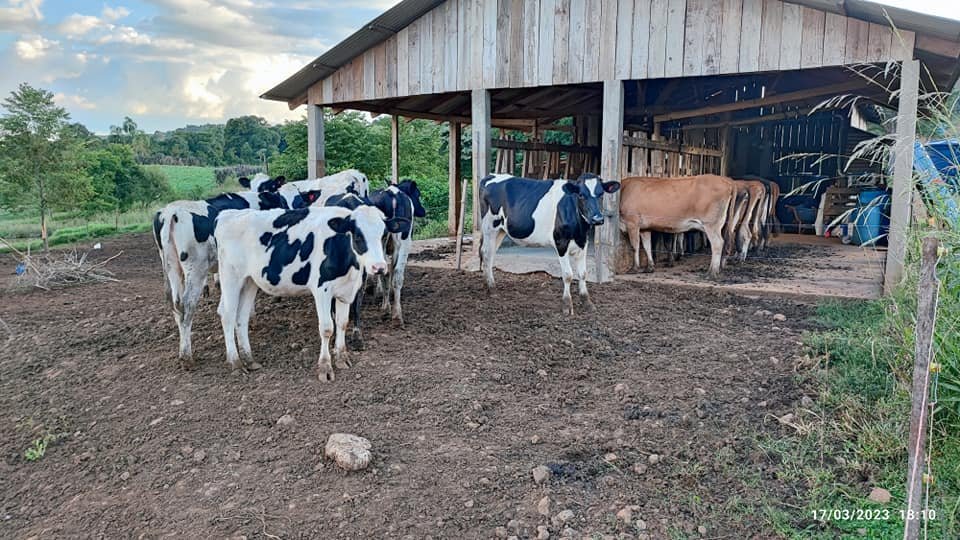 Fazenda à venda com 2 quartos, 8m² - Foto 16