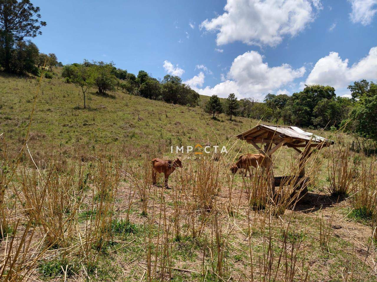 Sítio à venda com 3 quartos, 58000M2 - Foto 88