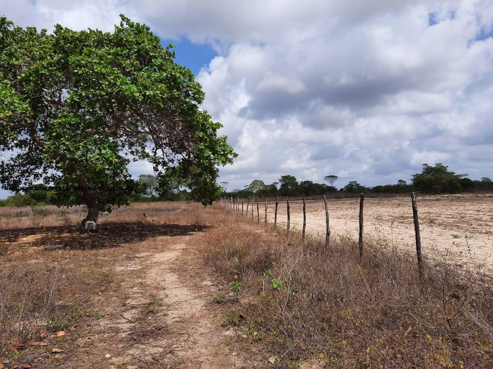 Fazenda à venda com 2 quartos, 14m² - Foto 26