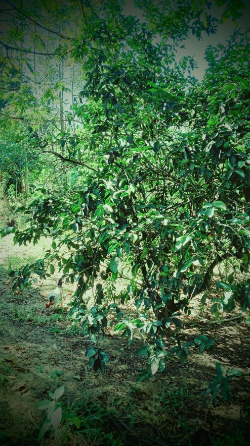 Fazenda à venda com 1 quarto, 10000m² - Foto 7