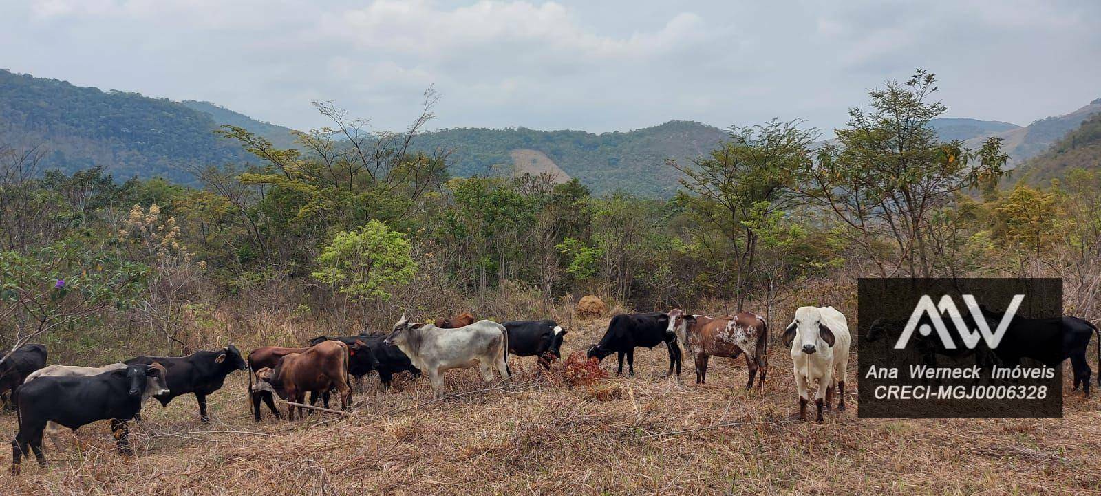 Sítio à venda com 1 quarto, 77500M2 - Foto 13