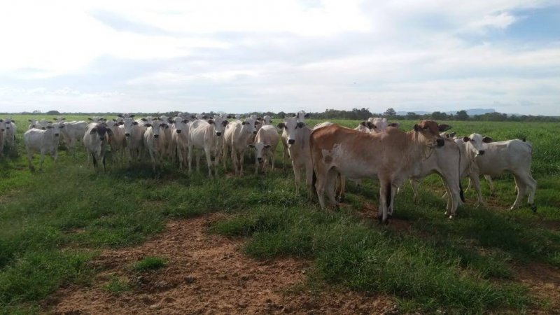 Fazenda-Sítio-Chácara, 529 hectares - Foto 1
