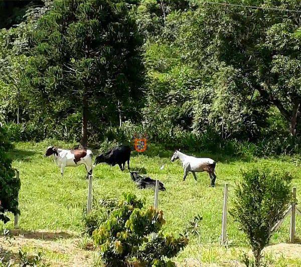 Fazenda à venda com 5 quartos, 1331000M2 - Foto 101