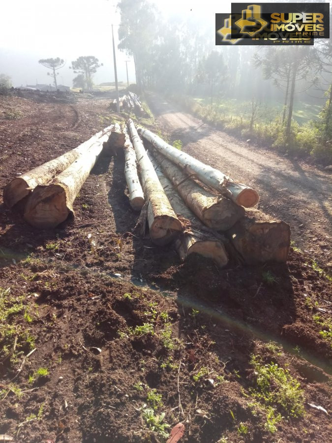 Fazenda à venda com 2 quartos, 450000m² - Foto 5