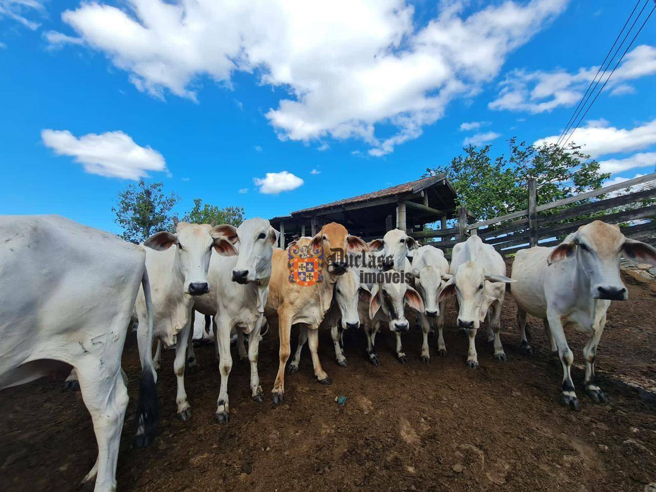 Fazenda à venda, 1258400M2 - Foto 40