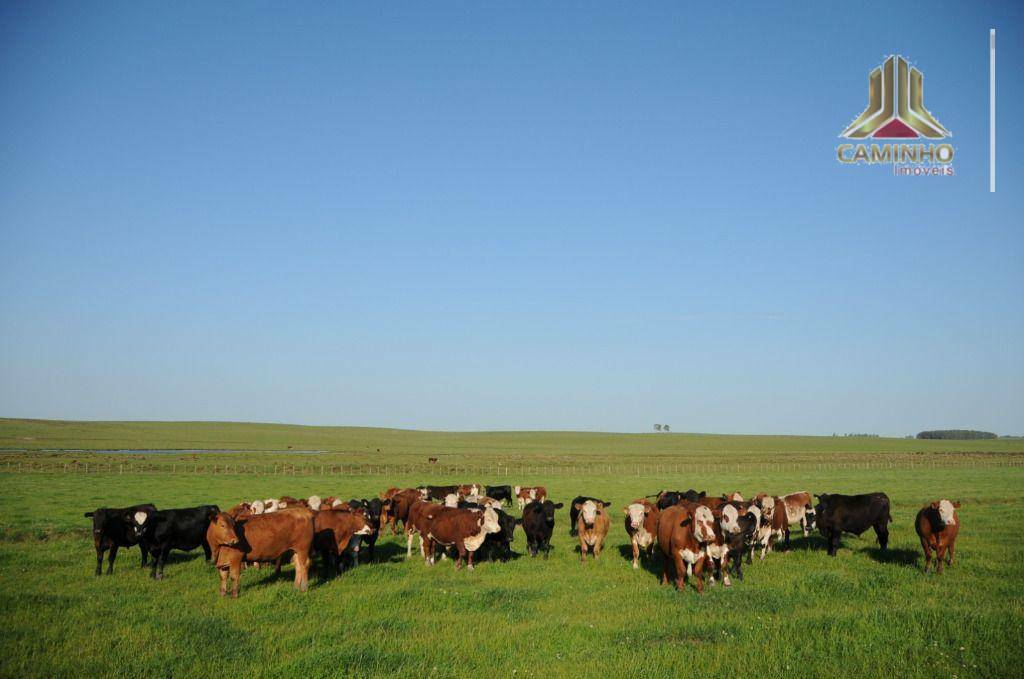 Fazenda à venda com 5 quartos, 33455000M2 - Foto 43