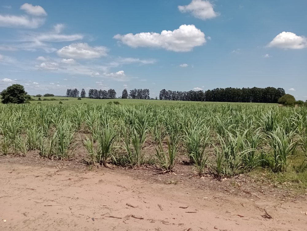 Fazenda-Sítio-Chácara, 25 hectares - Foto 2