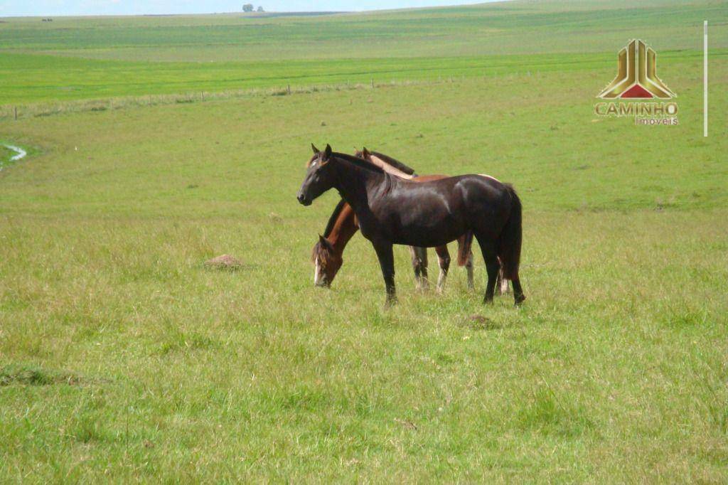 Fazenda à venda com 5 quartos, 33455000M2 - Foto 60