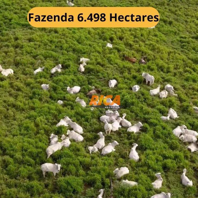 Fazenda-Sítio-Chácara, 6498 hectares - Foto 1