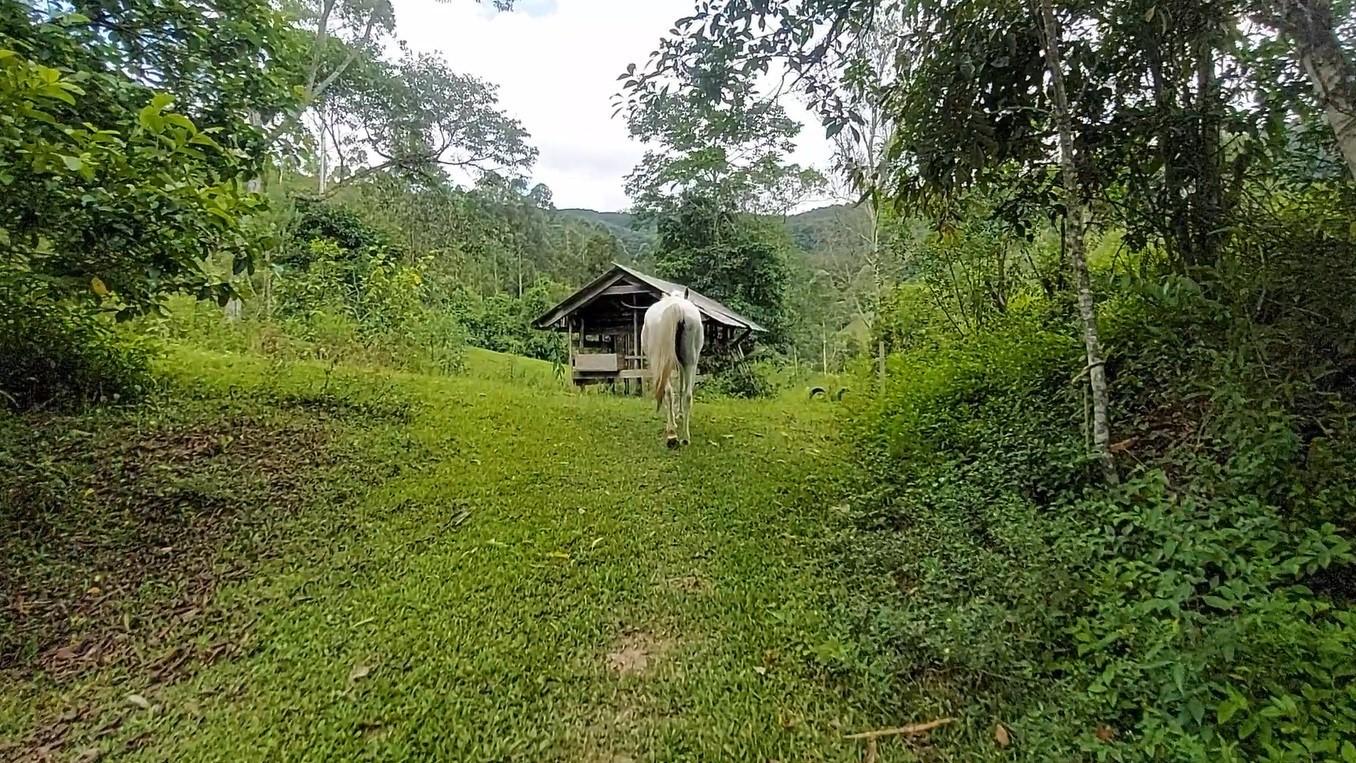 Fazenda à venda com 8 quartos, 120000m² - Foto 48