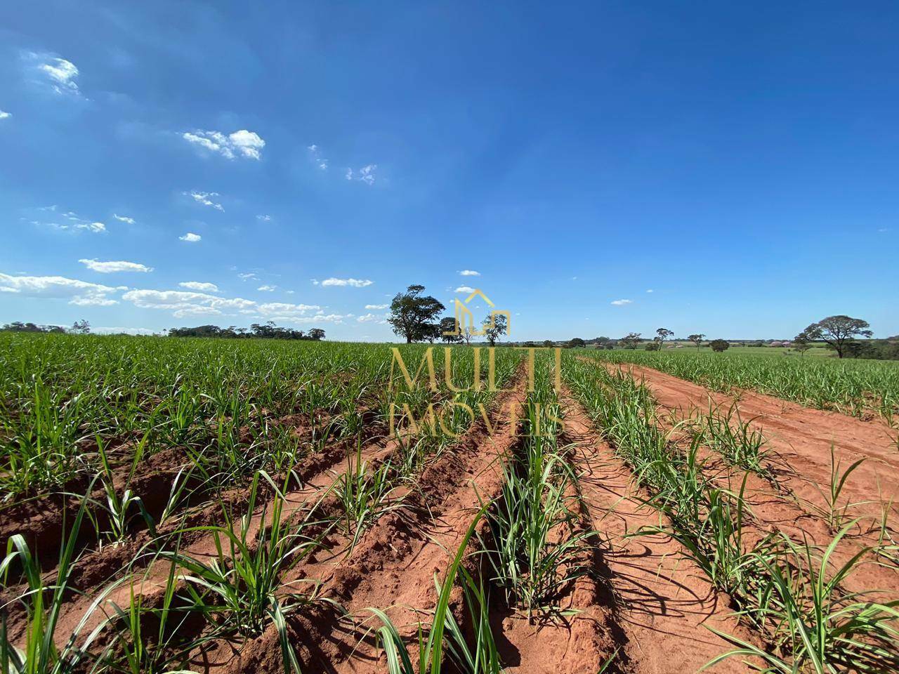 Fazenda à venda com 3 quartos, 556600M2 - Foto 12