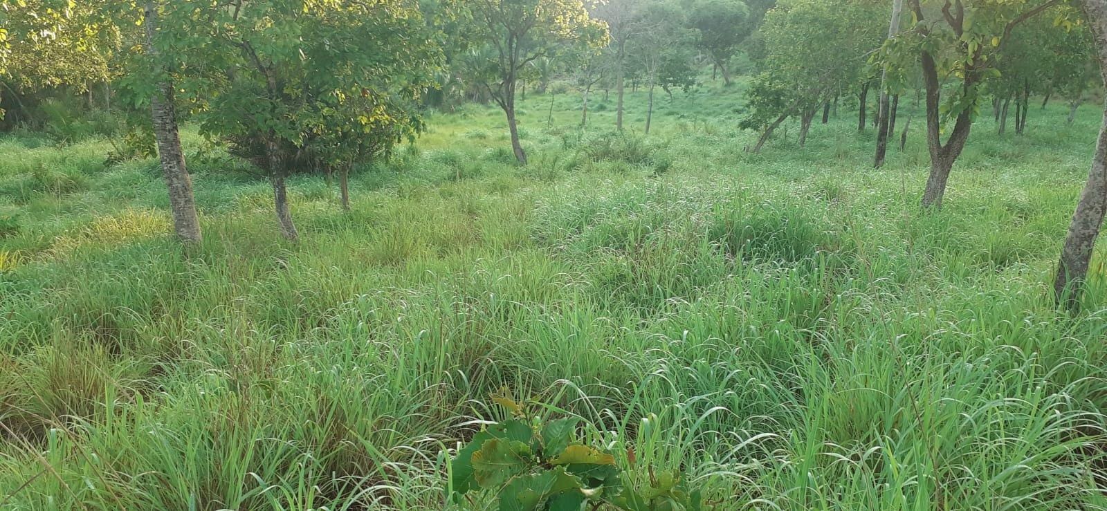 Fazenda à venda com 3 quartos, 10m² - Foto 20