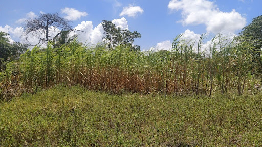 Terreno à venda, 30000M2 - Foto 10