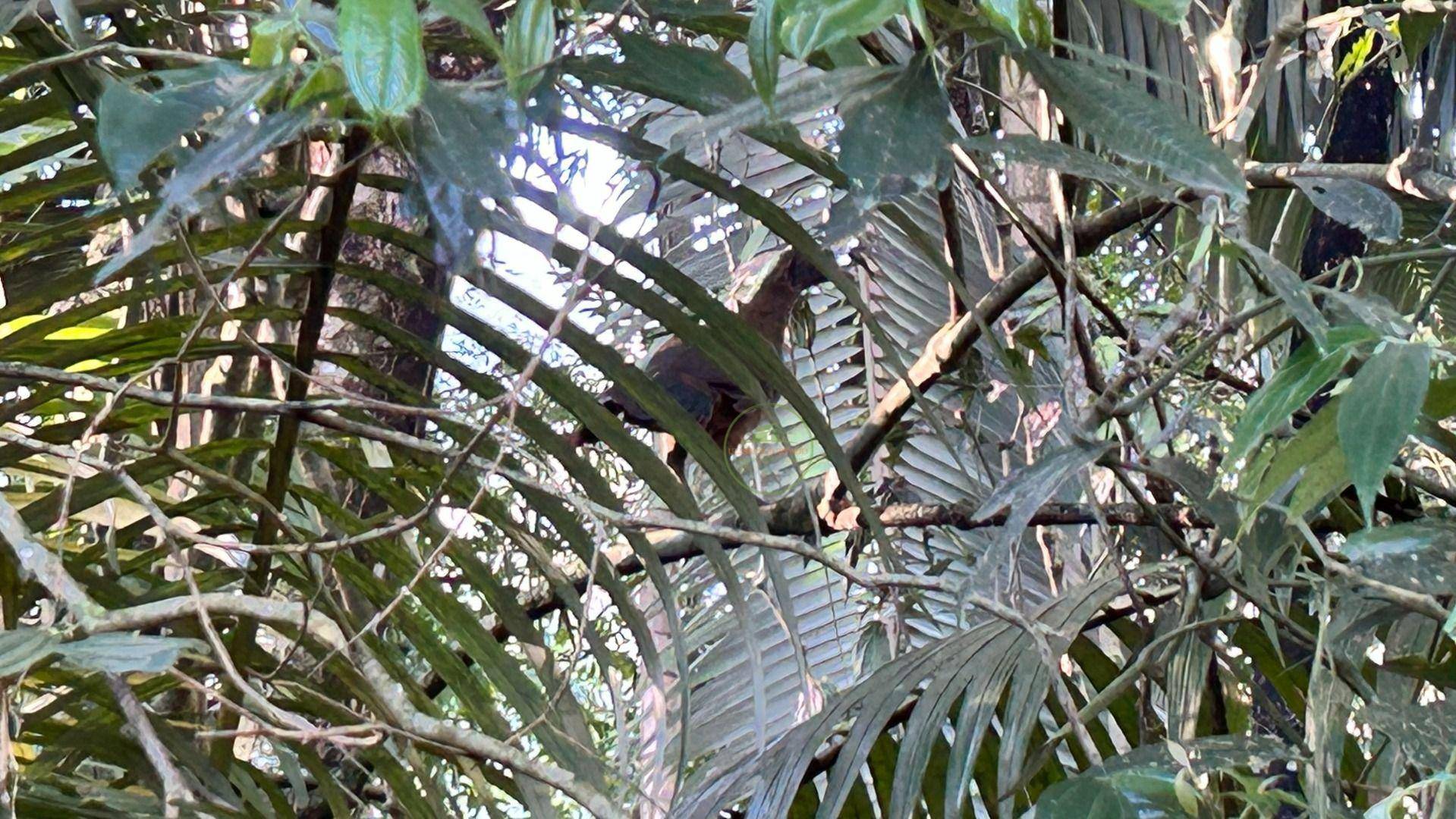 Sítio, 19 hectares - Foto 16