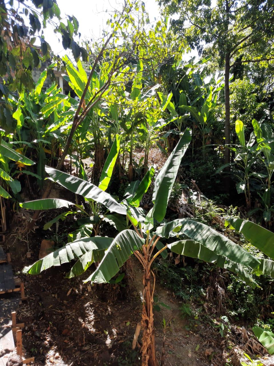 Terreno à venda, 500m² - Foto 1