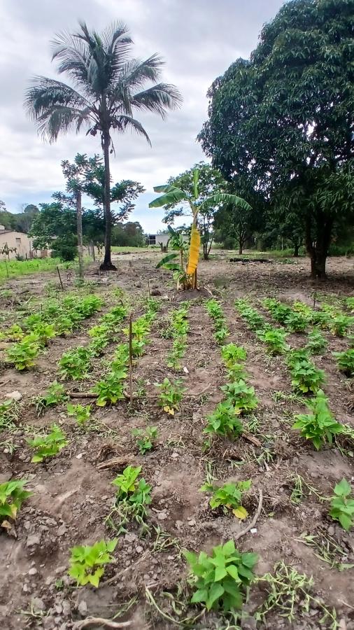 Fazenda à venda com 2 quartos, 31000m² - Foto 13