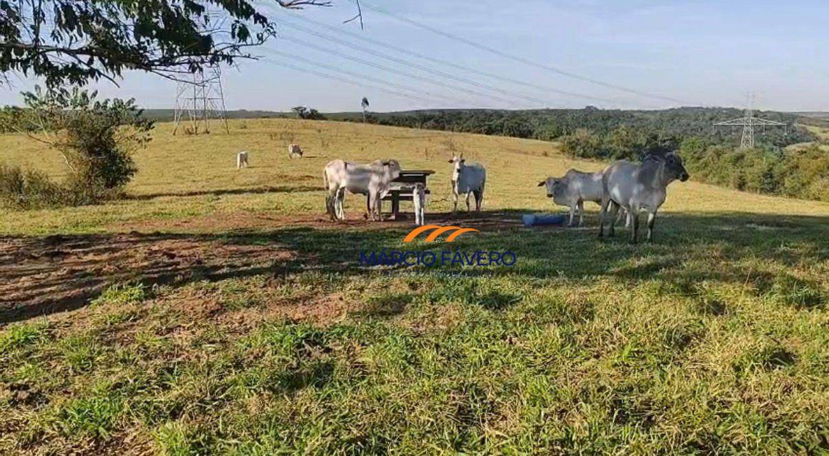 Fazenda, 557 hectares - Foto 2