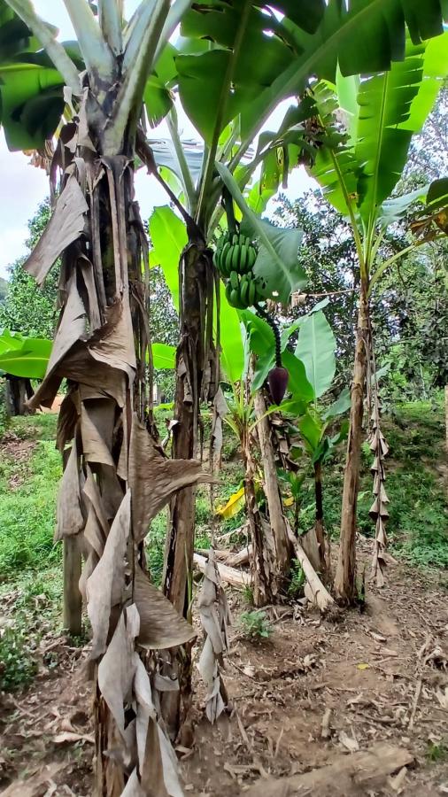 Fazenda à venda com 4 quartos, 2500m² - Foto 22