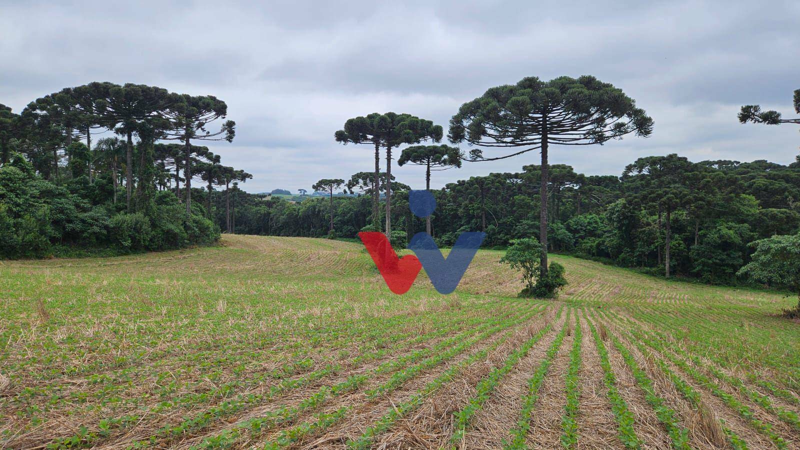 Fazenda à venda com 3 quartos, 1694000M2 - Foto 32