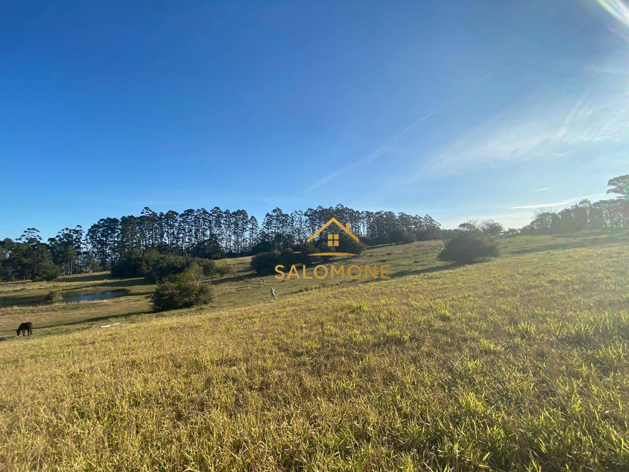 Sítio, 13 hectares - Foto 7