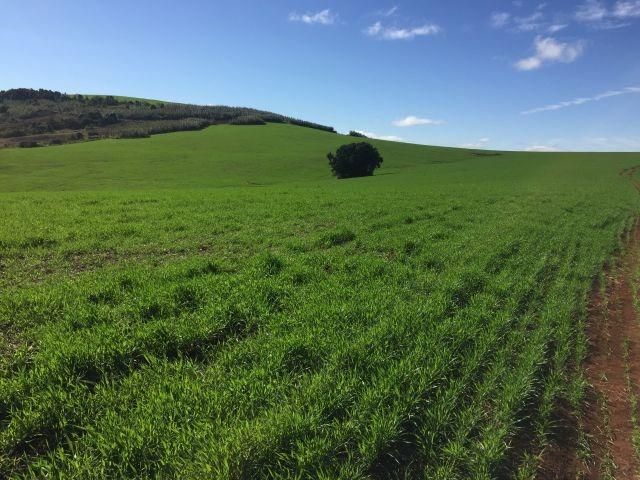 Fazenda-Sítio-Chácara, 363 hectares - Foto 3