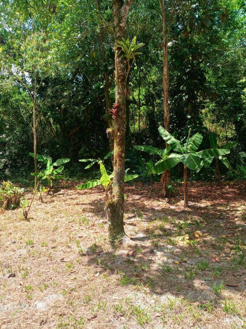 Chácara, 4 quartos, 3000 m² - Foto 3