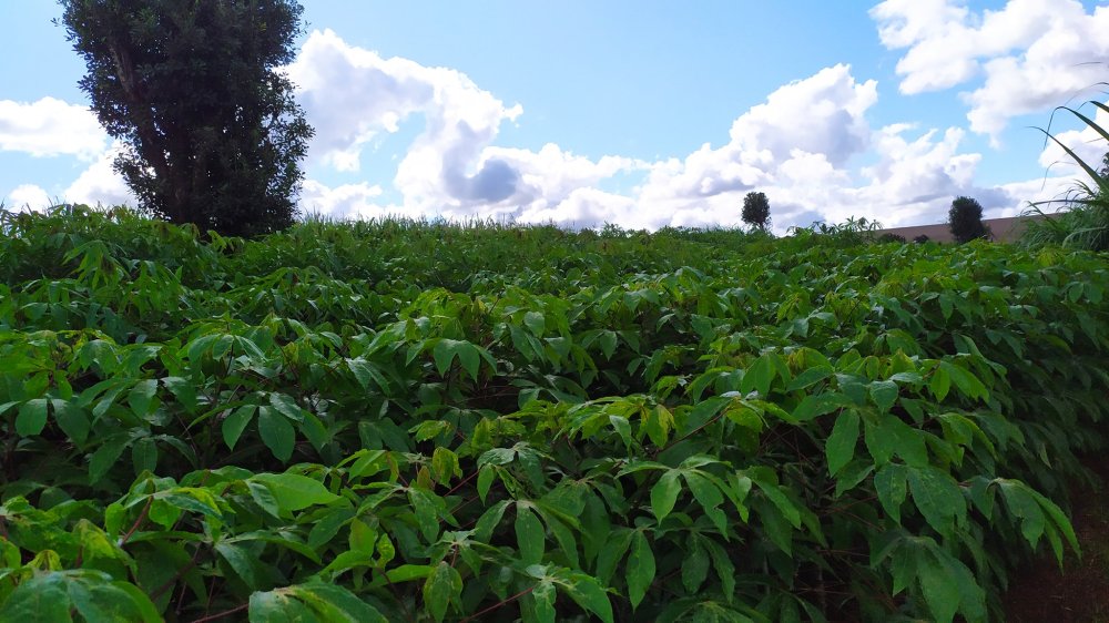 Fazenda à venda com 1 quarto, 2m² - Foto 3