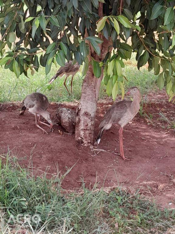 Chácara, 1 quarto, 300 m² - Foto 7