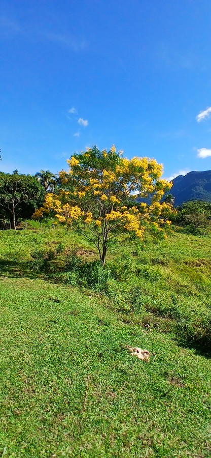 Fazenda à venda com 4 quartos, 257m² - Foto 25