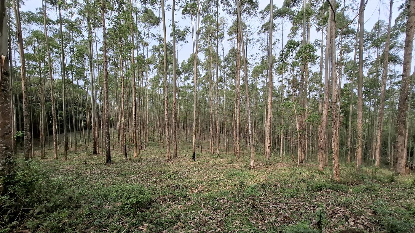 Fazenda à venda, 277963m² - Foto 6