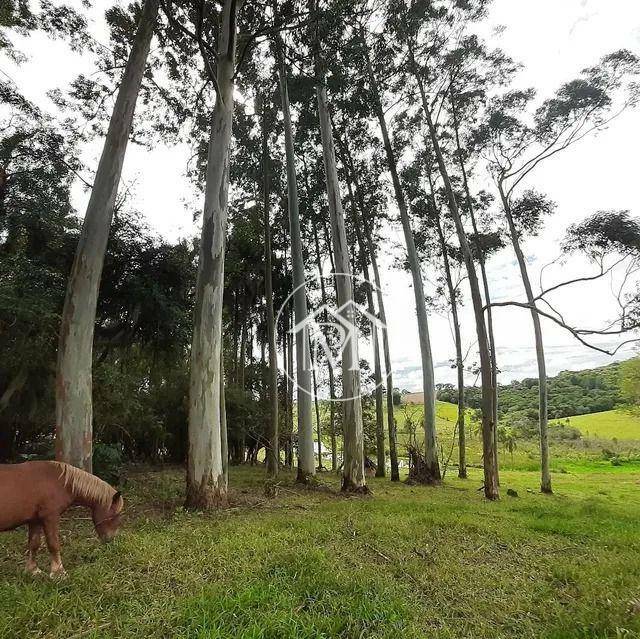 Sítio à venda com 5 quartos, 72600M2 - Foto 9