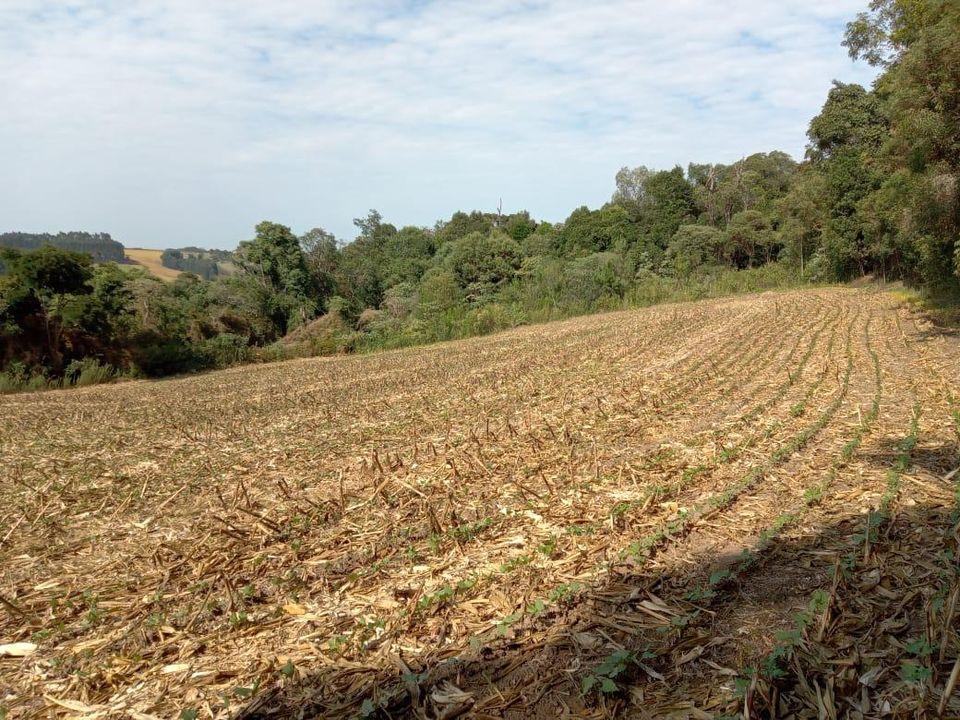 Fazenda à venda com 3 quartos, 130000m² - Foto 9