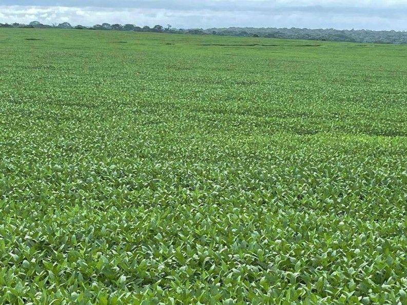 Fazenda-Sítio-Chácara, 17125 hectares - Foto 3