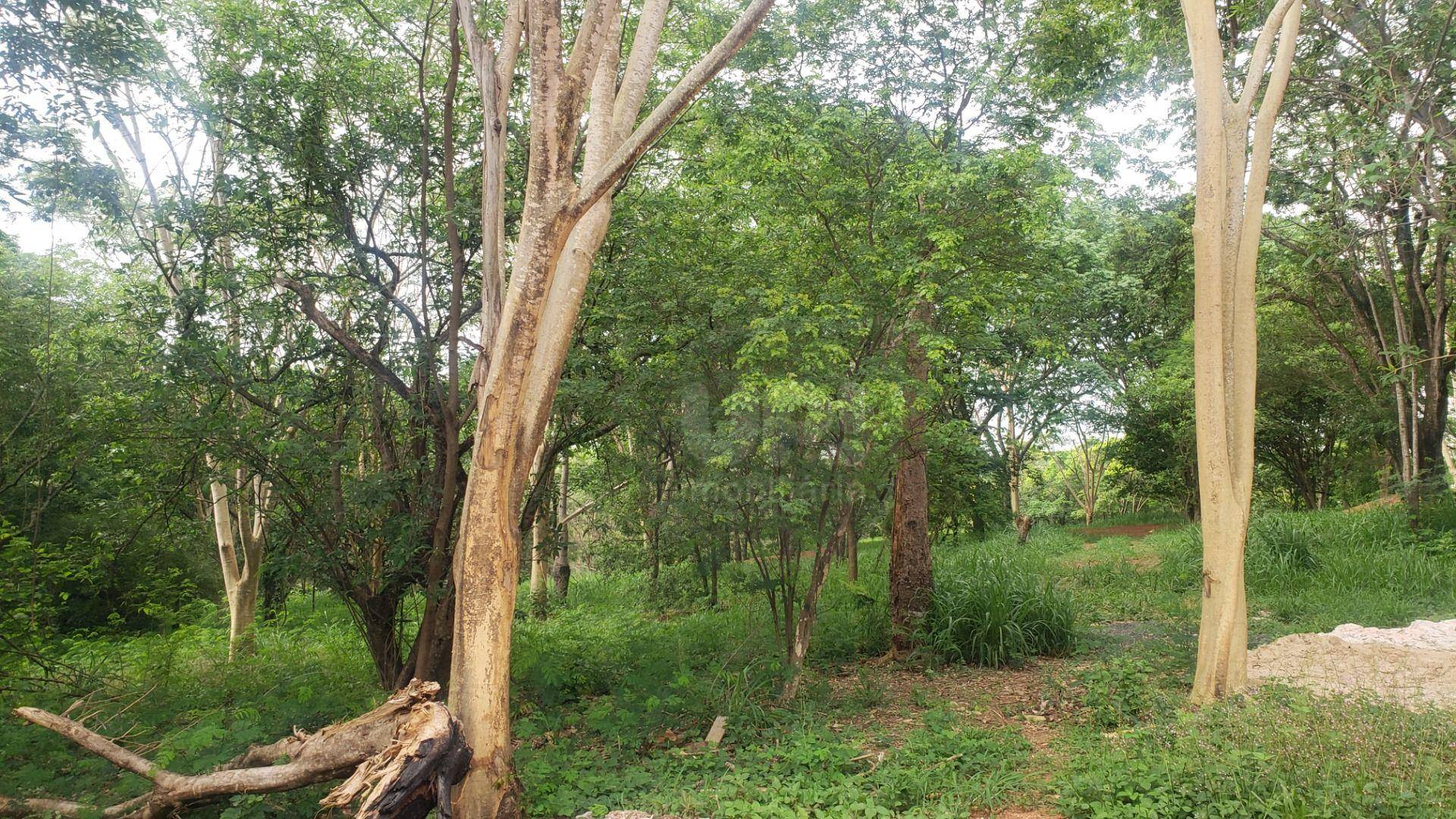 Casa, 3 quartos, 286 m² - Foto 4