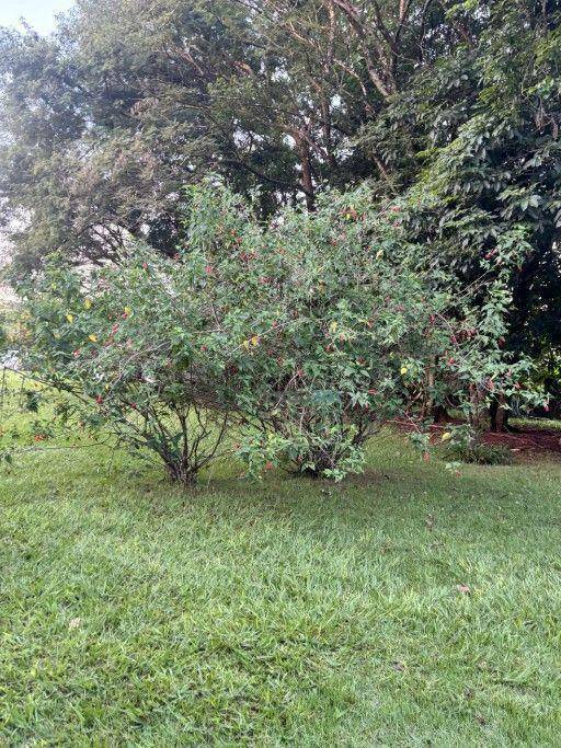 Chácara à venda com 3 quartos, 200m² - Foto 43