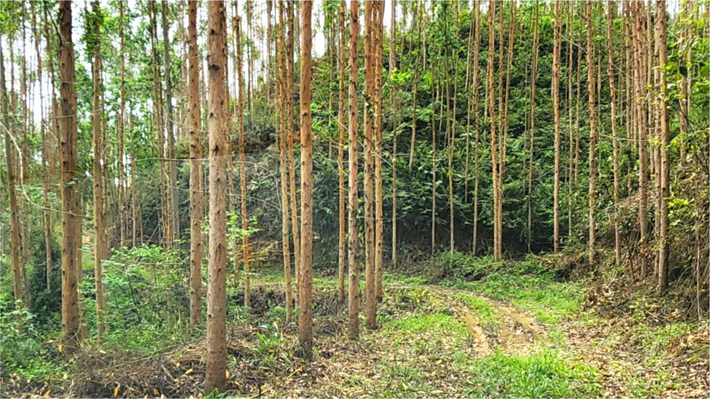 Fazenda-Sítio-Chácara, 156 hectares - Foto 4