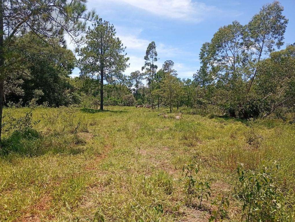 Terreno, 4 hectares - Foto 23