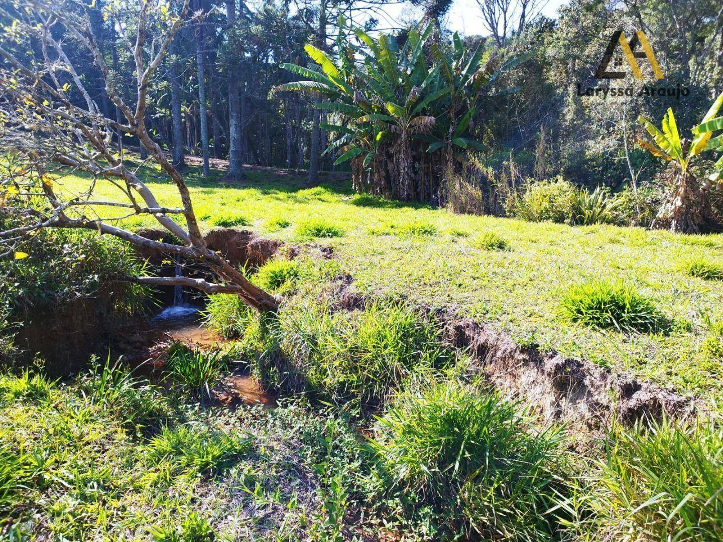 Sítio à venda com 4 quartos, 31000M2 - Foto 26