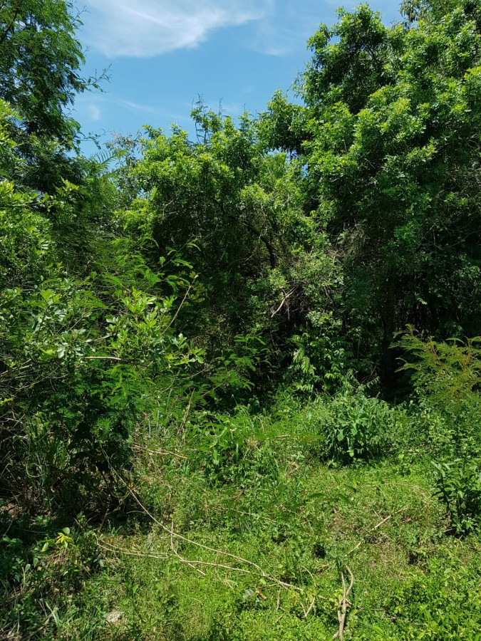 Chácara à venda, 5000m² - Foto 3