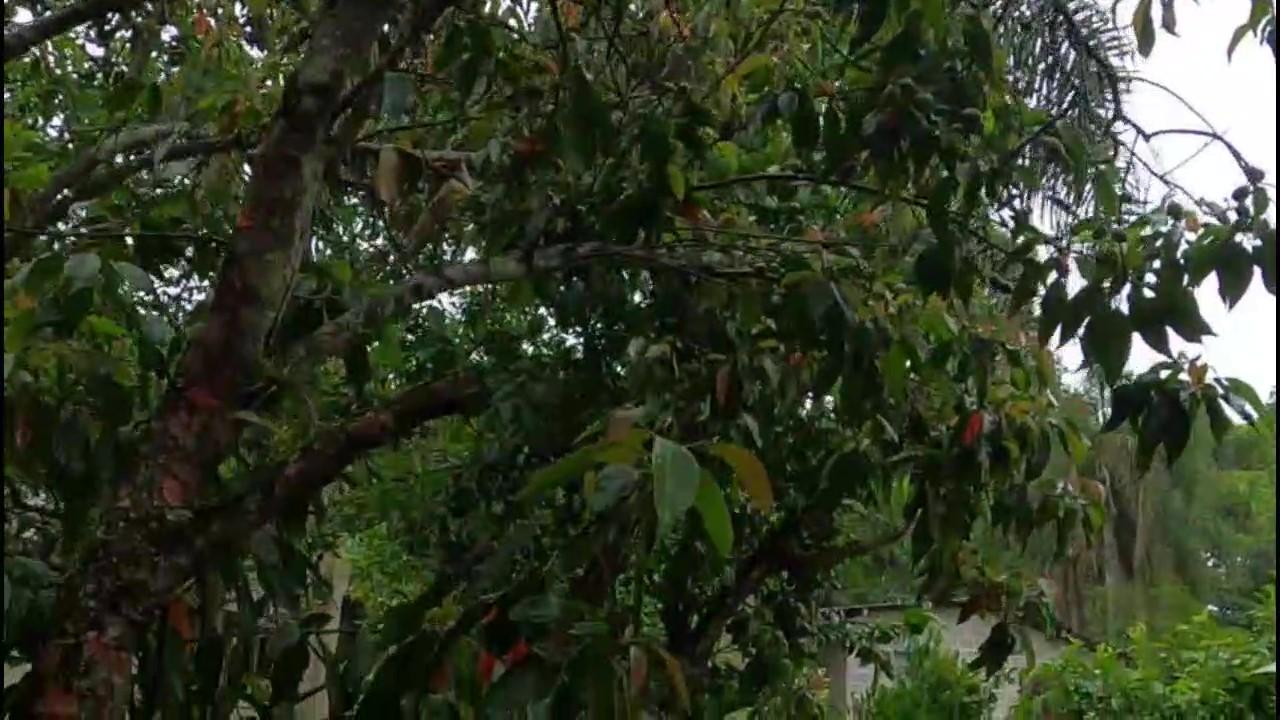 Casa de Condomínio à venda com 3 quartos, 1200m² - Foto 31