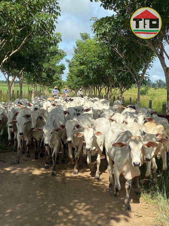 Fazenda à venda, 9196000M2 - Foto 14