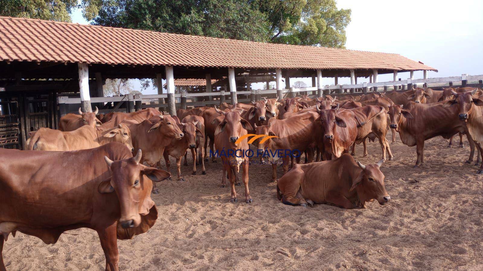 Fazenda, 322 hectares - Foto 3