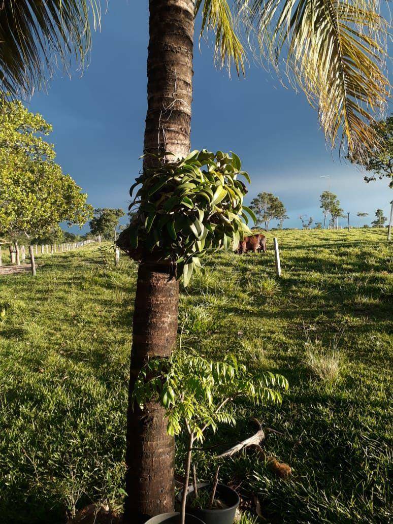 Fazenda à venda, 7400000M2 - Foto 17