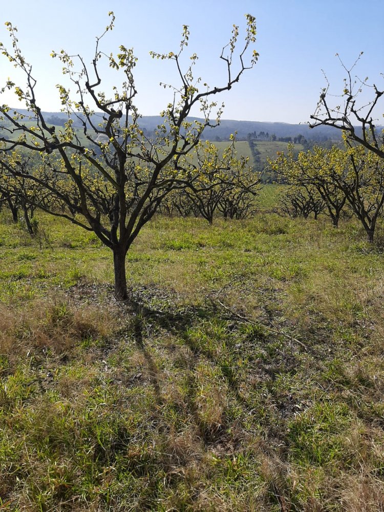Fazenda à venda, 50m² - Foto 5